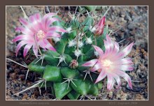 Mammillaria saxicola / ***