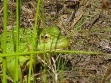 The Frog Princess / ***
