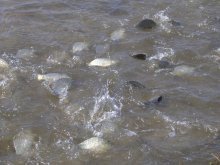 Spawning / ***