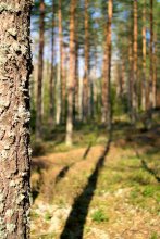 Invitation to the forest / ***