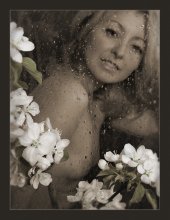 Apple blossoms ... / ***