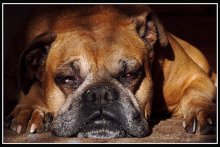 I do not sleep ... / ***