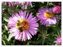 Collecting nectar:) / ***