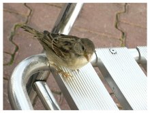 Curious sparrow / ***