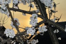 Spring, maybe .. / ***
