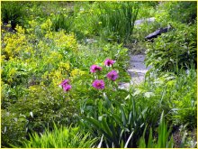 Bloom in the garden of peonies / ***