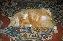 Heavy Katze das Leben / ***