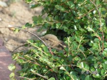 Spatz / ***