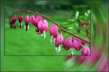 Bells / ***