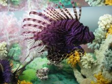 Aquarium of the Sochi Arboretum / ***