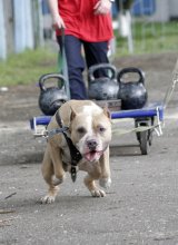 Dog / ***