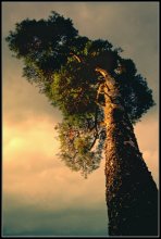 In den Himmel / ***