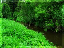 Greens / ***