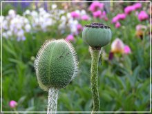 Poppies / ***
