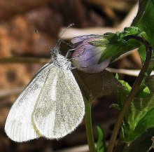 Just a butterfly / ***