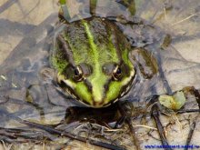 Große grüne Frösche / ***
