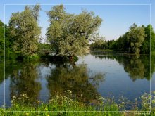 In the bluish tint of water willow stared, as if in a mirror-girl beauty. / ***
