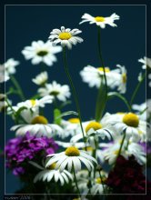 * Bouquet of daisies * / ***