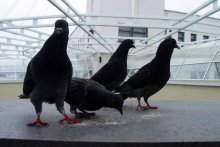 The owners of the intersection / ***