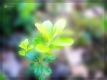 Sommer Farben / ***