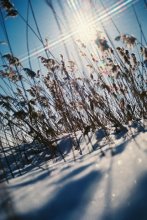 Winter sun / ***