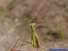 Hallo, Erdlinge! / ***
