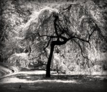 Hieroglyph / ***