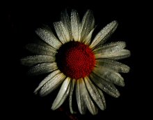 Black daisy / ***