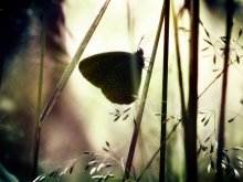 butterfly effect / ***
