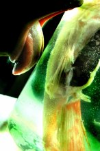 Fish / ***