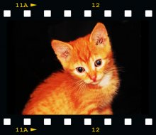 Whiskered model / ***