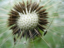 Funny flower / Summer-Sun-Nature-Flower