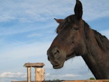 Horse / Smile