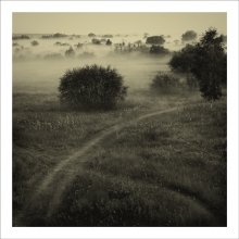Recht viel Igel im Nebel ... / ***