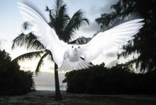 Seychelles Bird / ***
