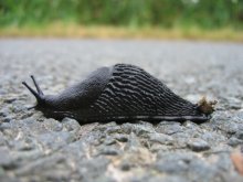 snail / ***