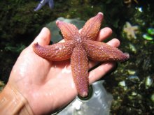 got a star / ***