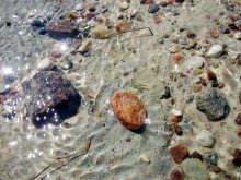 the shore / ***