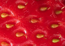 Summer Red / ***