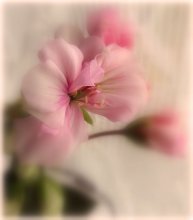 Geranium / ***