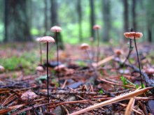 The forest / ***