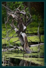 Wood goblin / ***