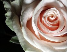 Nightlife roses / ***