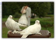 Love and Pigeons / F/4.5, 1/500 sec