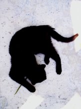 Siesta / ***