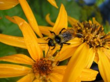 In search of honey ... / ***