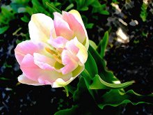 soft spring / ***