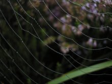 Pautinka3 / ***