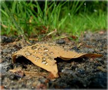 I know that the leaf shall fade, but do not think about it .. / ***
