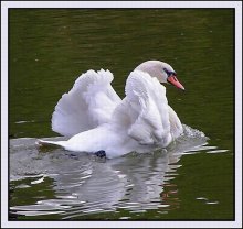Turn around and sail off to a good Lebed ... / ***